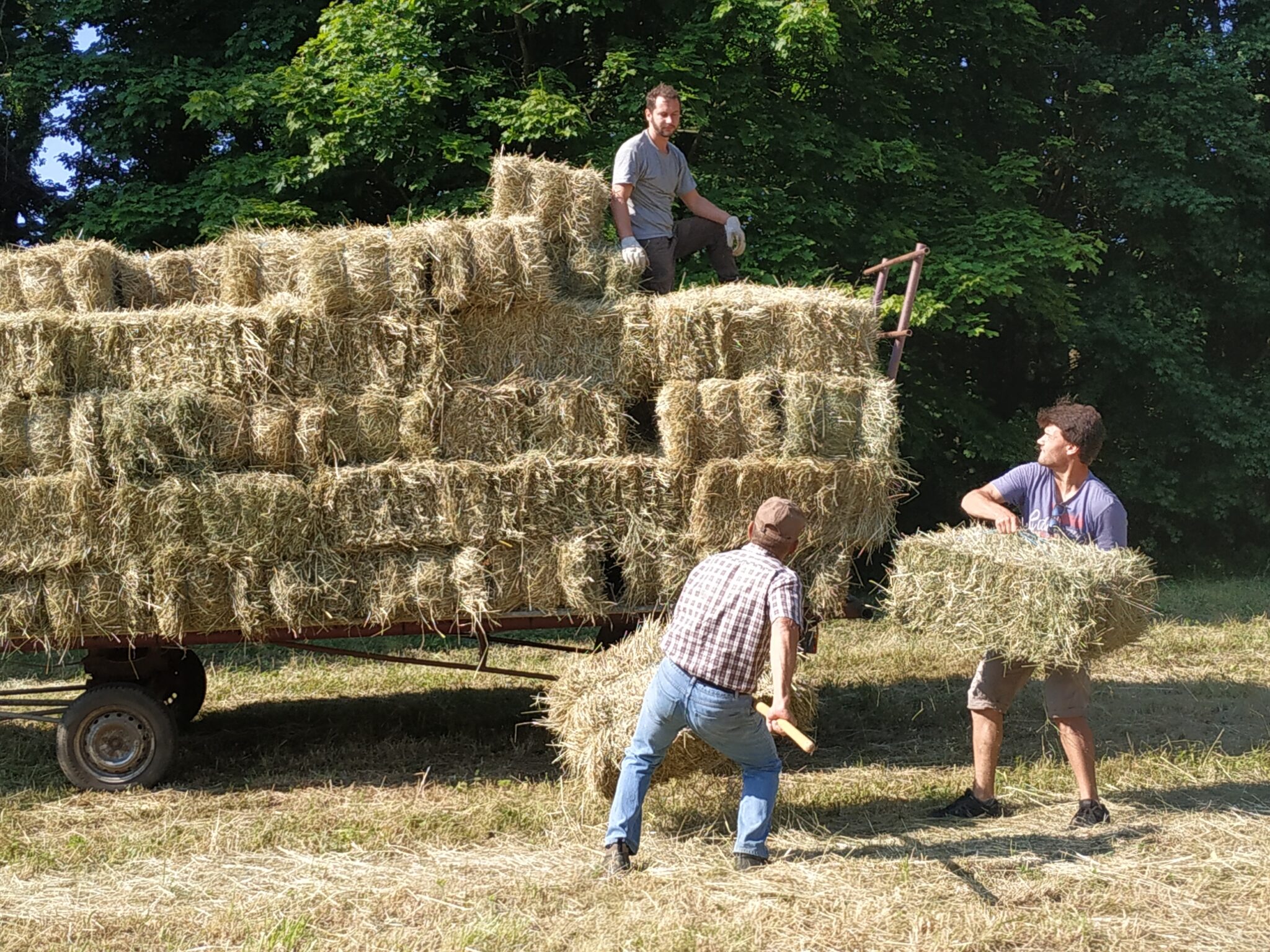 FALLER 151644 1/87 À La Récolte